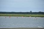 Grupo de flamingos no Parque Nacional da Lagoa do Peixe, no sul do Rio Grande do Sul, entre a Lagoa dos Patos e o Oceano Atlântico